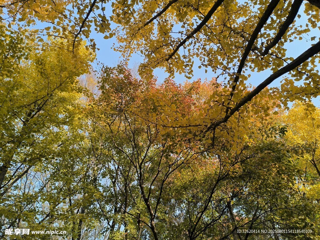 秋日斑斓树梢美景