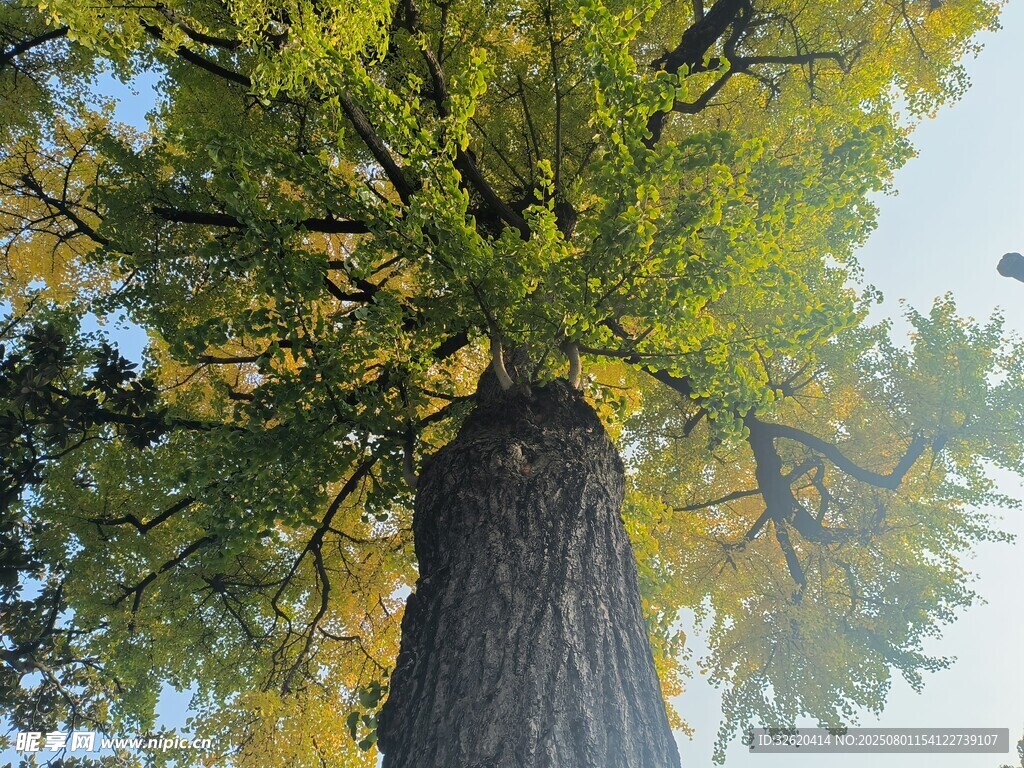 仰望参天巨树