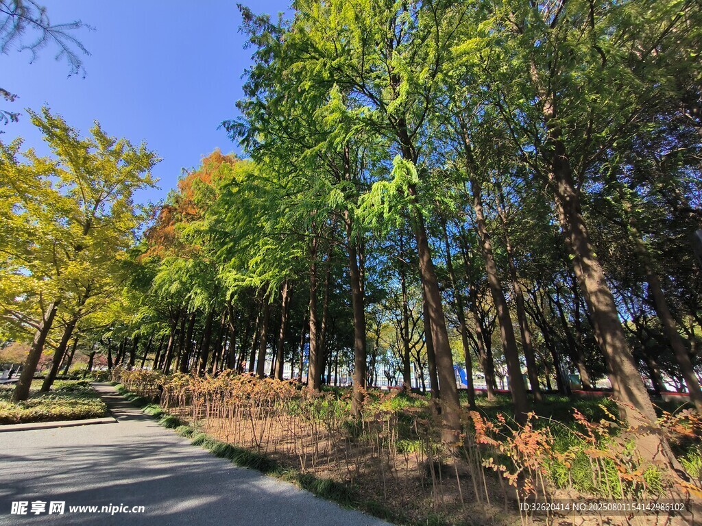 秋日林间小路景色
