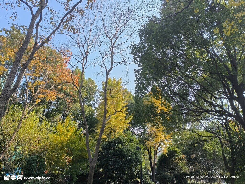 秋日斑斓树林景观