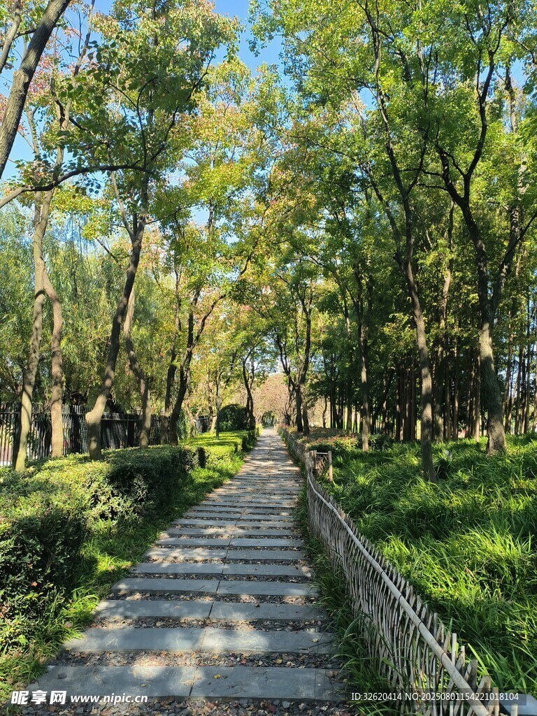 林间石板路 静谧自然景