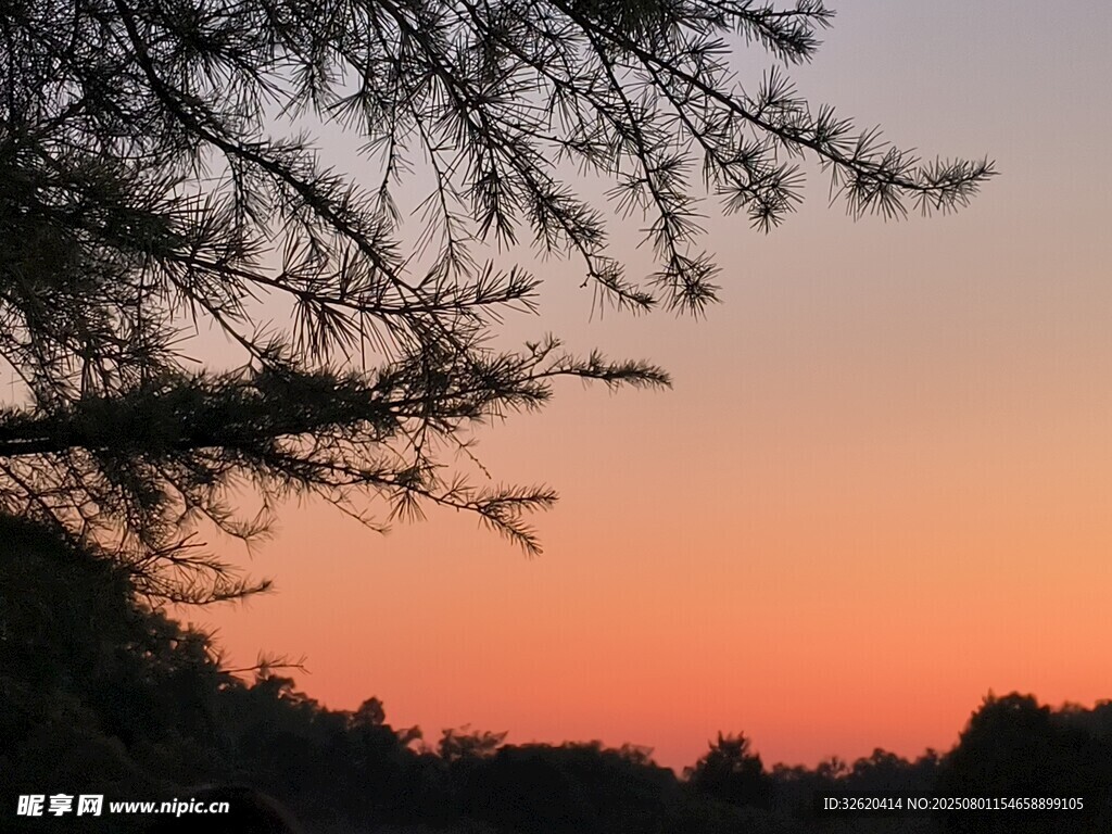 夕阳下的树梢美景