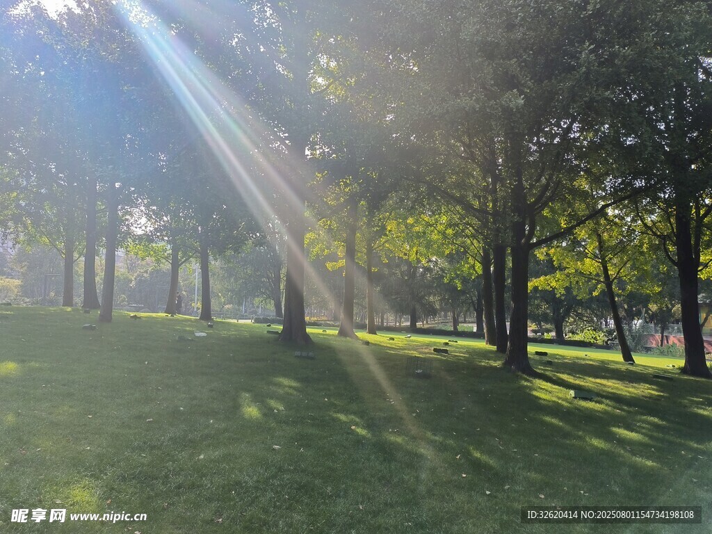 阳光洒落林间的静谧美景