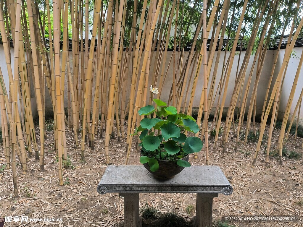 竹间石凳绿植景致