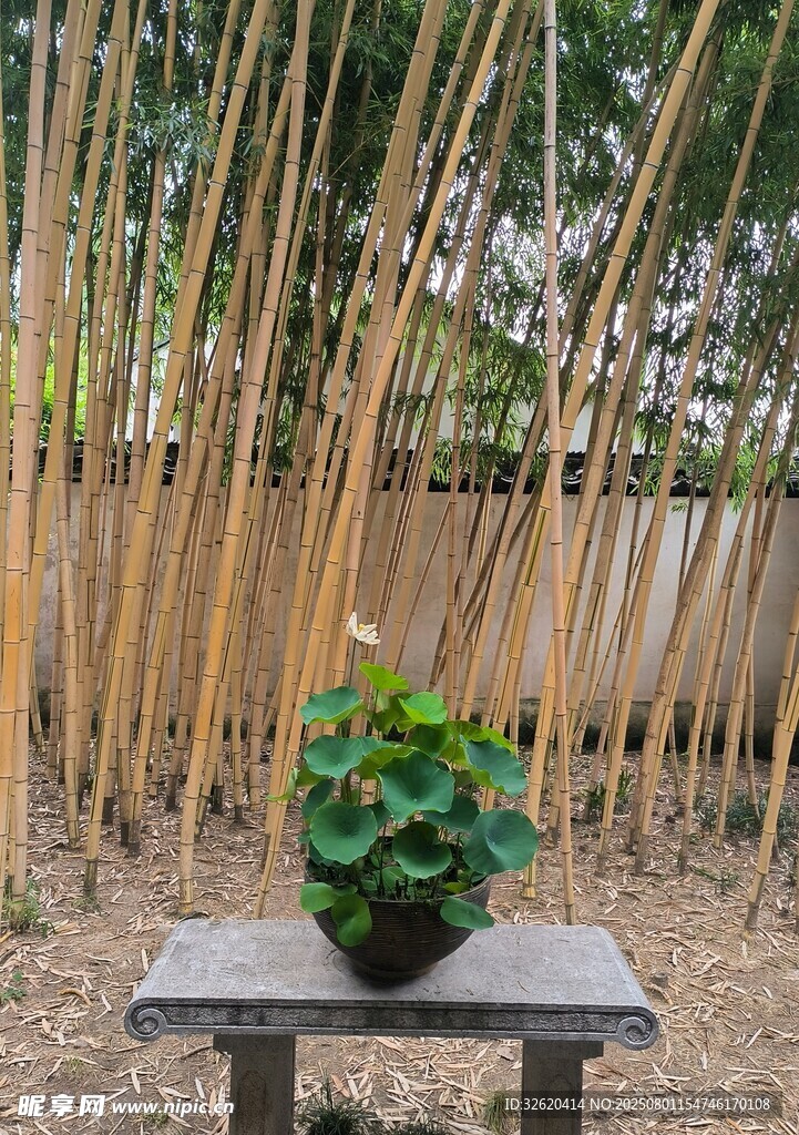 木凳上的绿植与竹林景致
