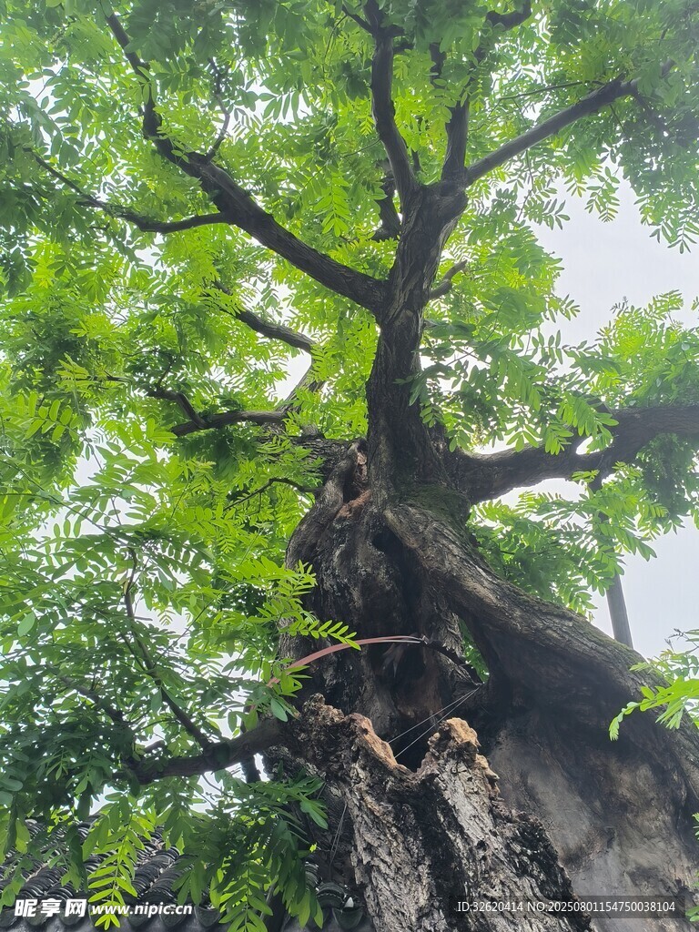 古老大树扎根于石墙