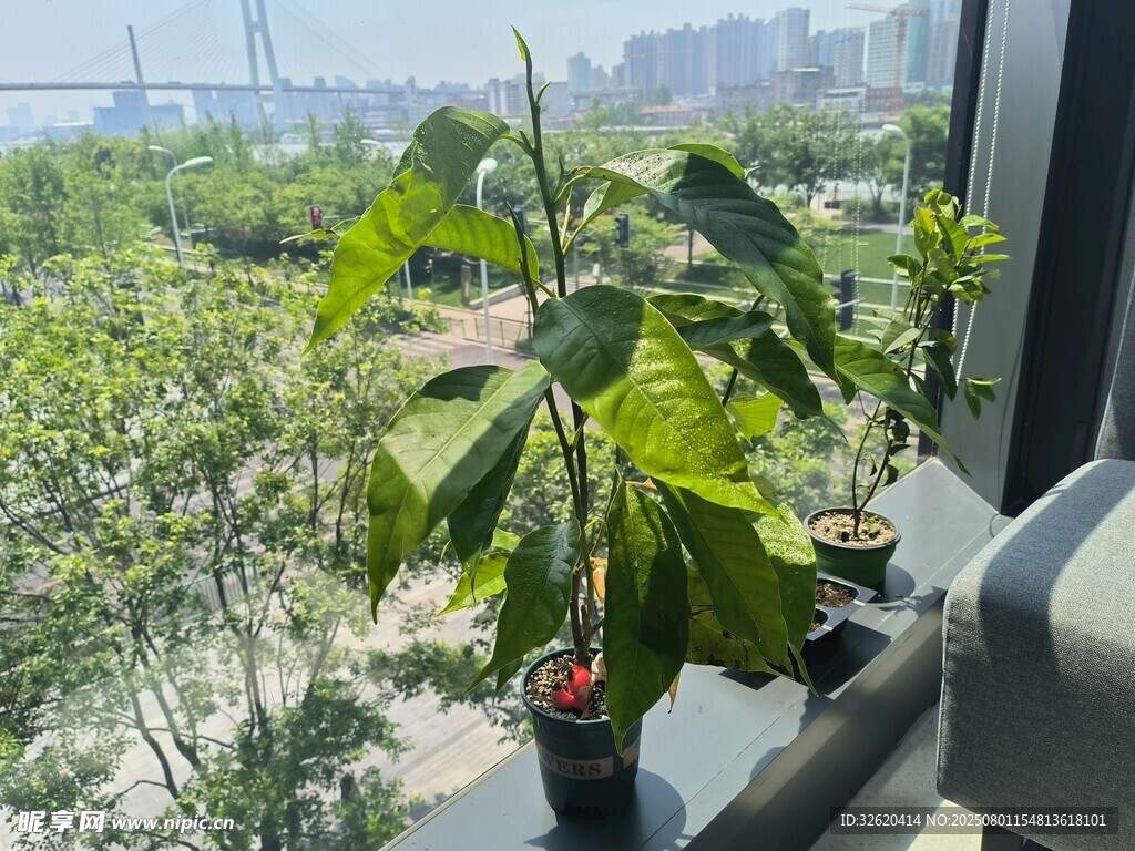 窗边绿植