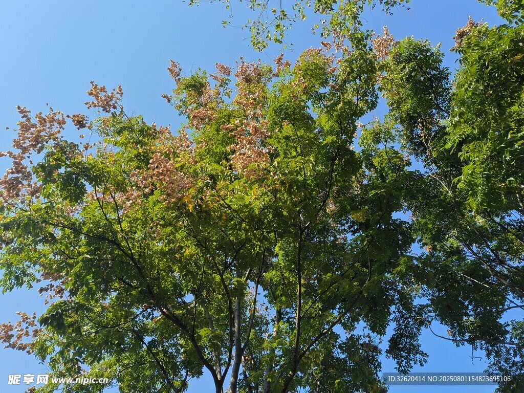 蓝天映衬下的繁茂绿树