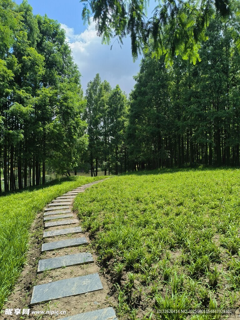 林间石板小径 绿意盎然