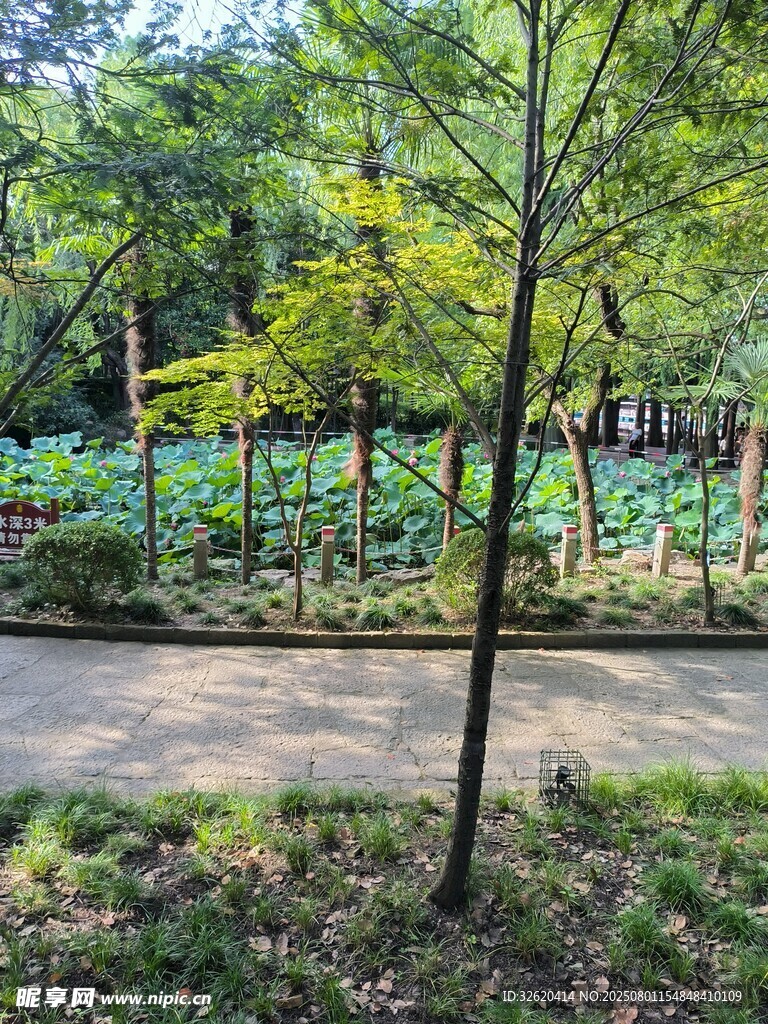 林间小道旁的树木与绿植