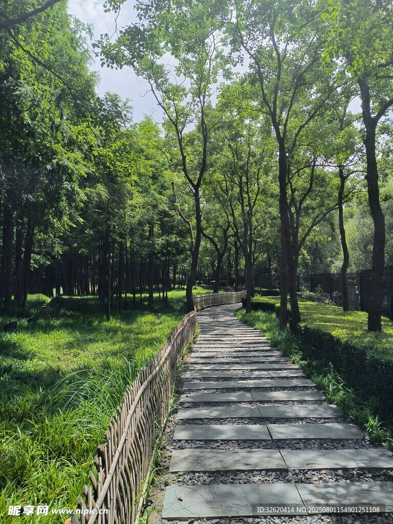 林间木栈道 绿意盎然景
