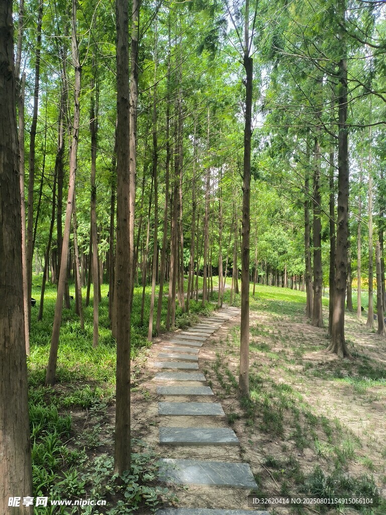 林间石板小径 绿意盎然