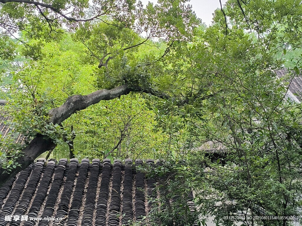 古瓦旁的繁茂绿树