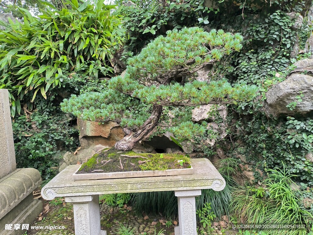 古朴盆景置于绿意之中