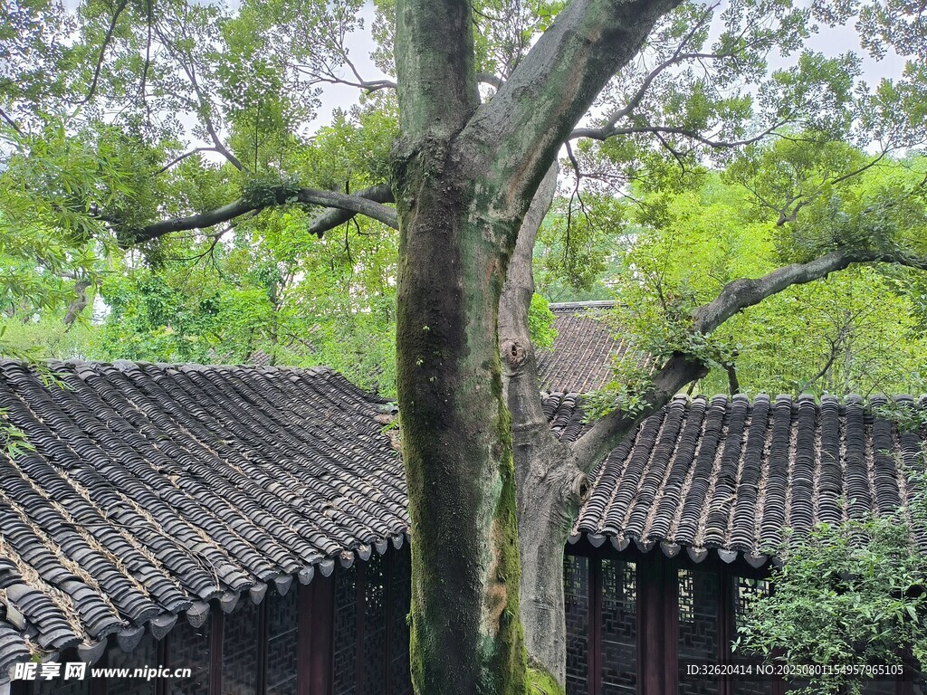 古树下的中式传统屋顶