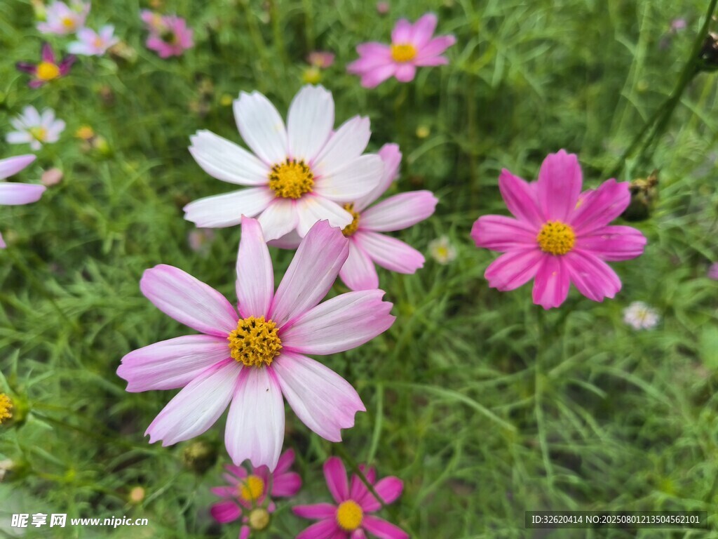 缤纷格桑花绽放于绿野