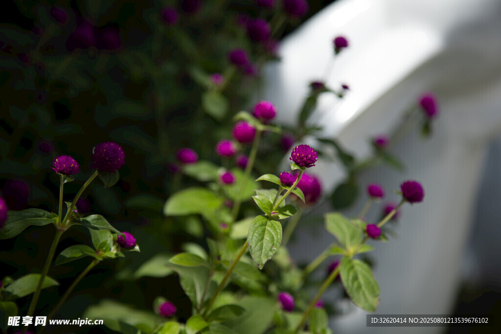 紫花绿叶植物特写