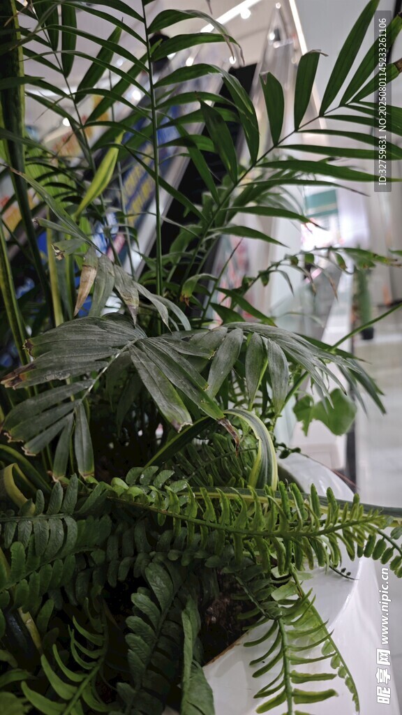 室内绿植景观