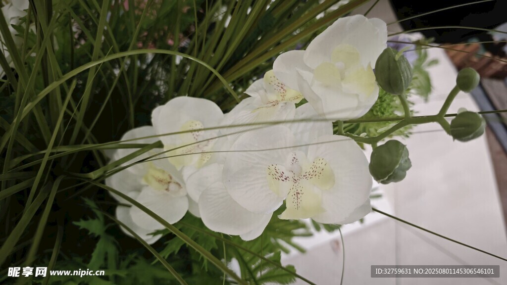优雅白色兰花绽放