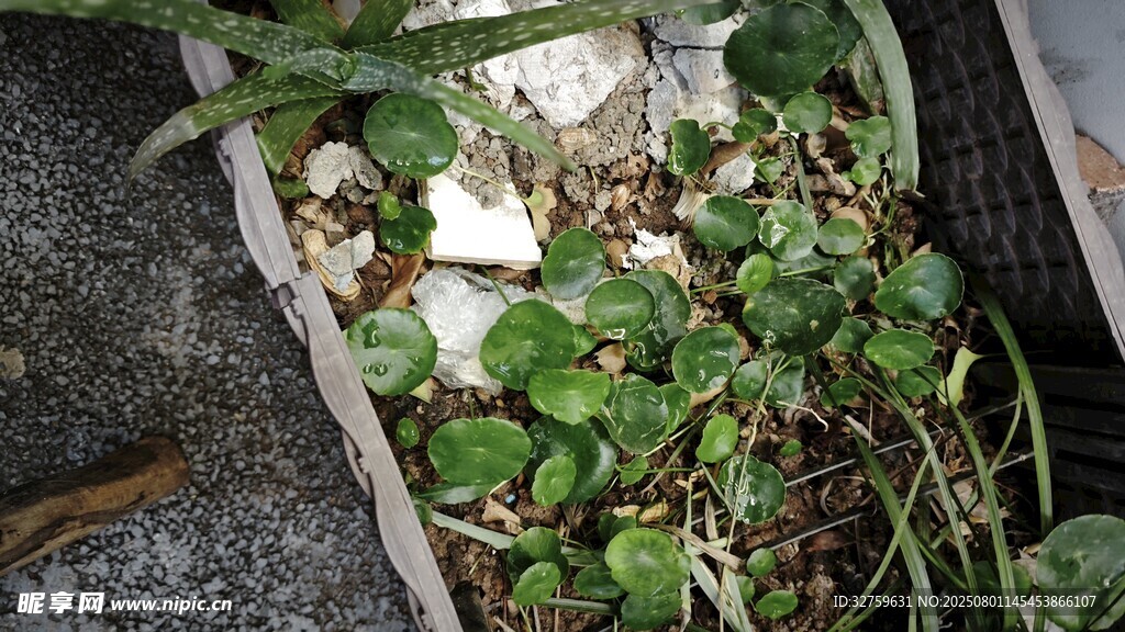 墙角生长的绿色植物