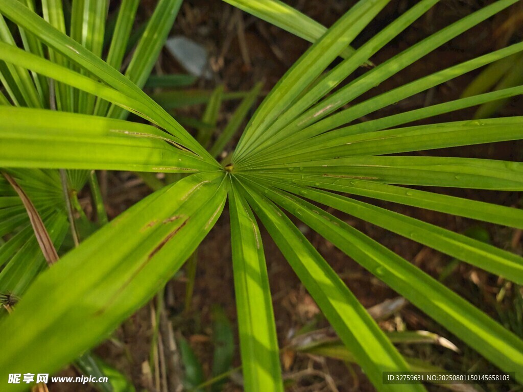 翠绿扇形叶片特写