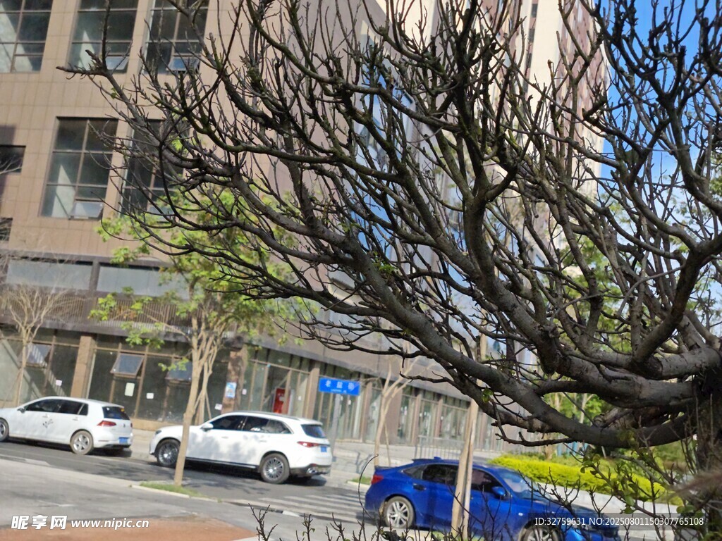 街边光秃树枝与停放车辆