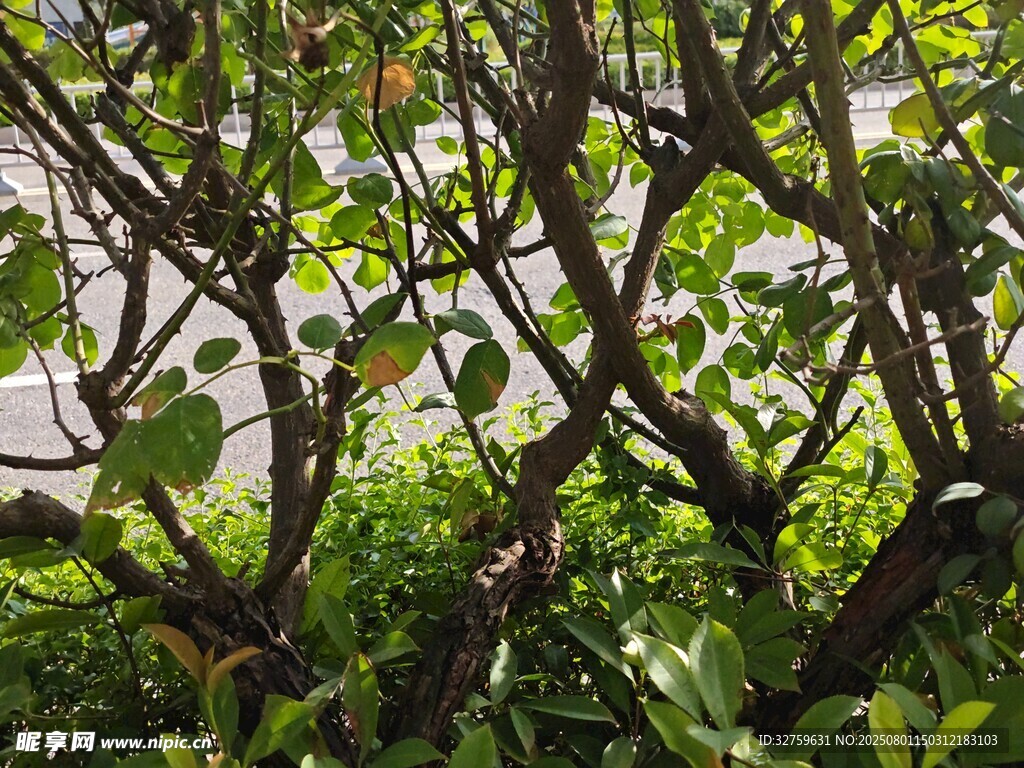 繁茂枝叶缠绕的绿植景观