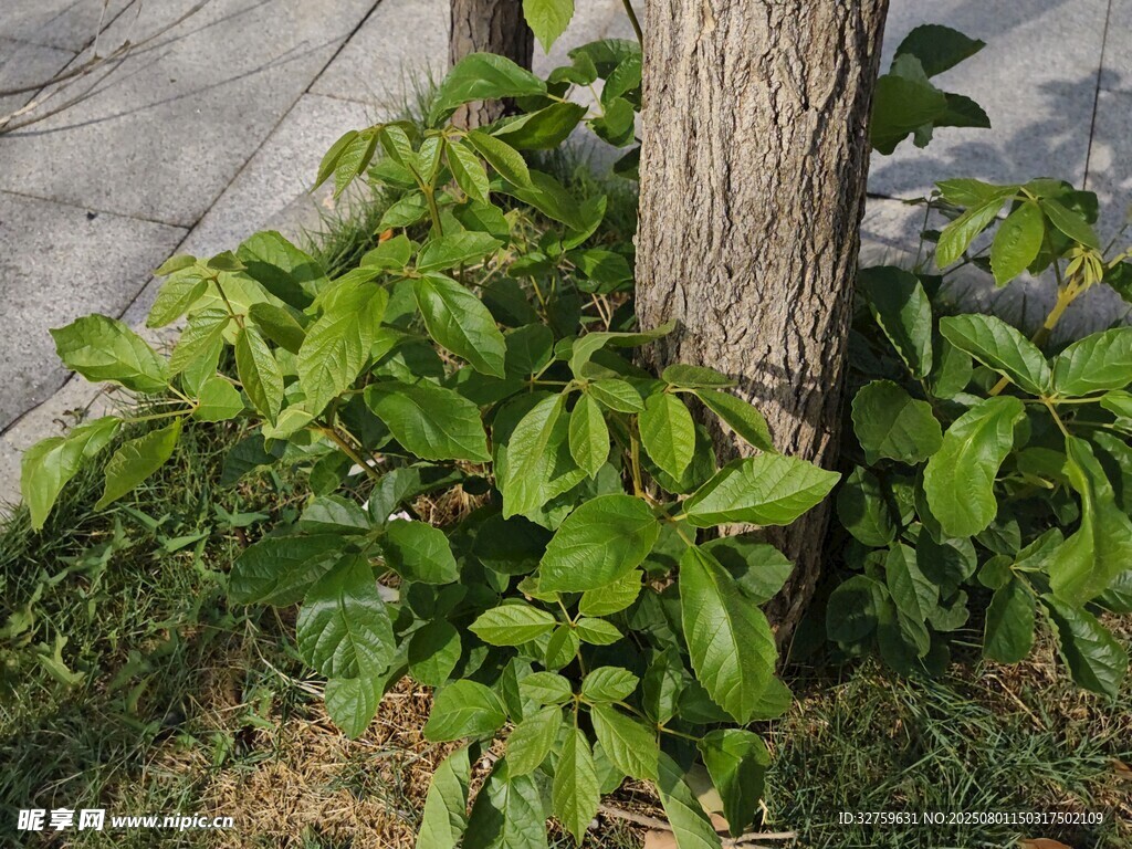 树下繁茂绿植