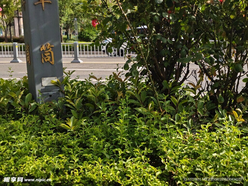 路边绿植景观