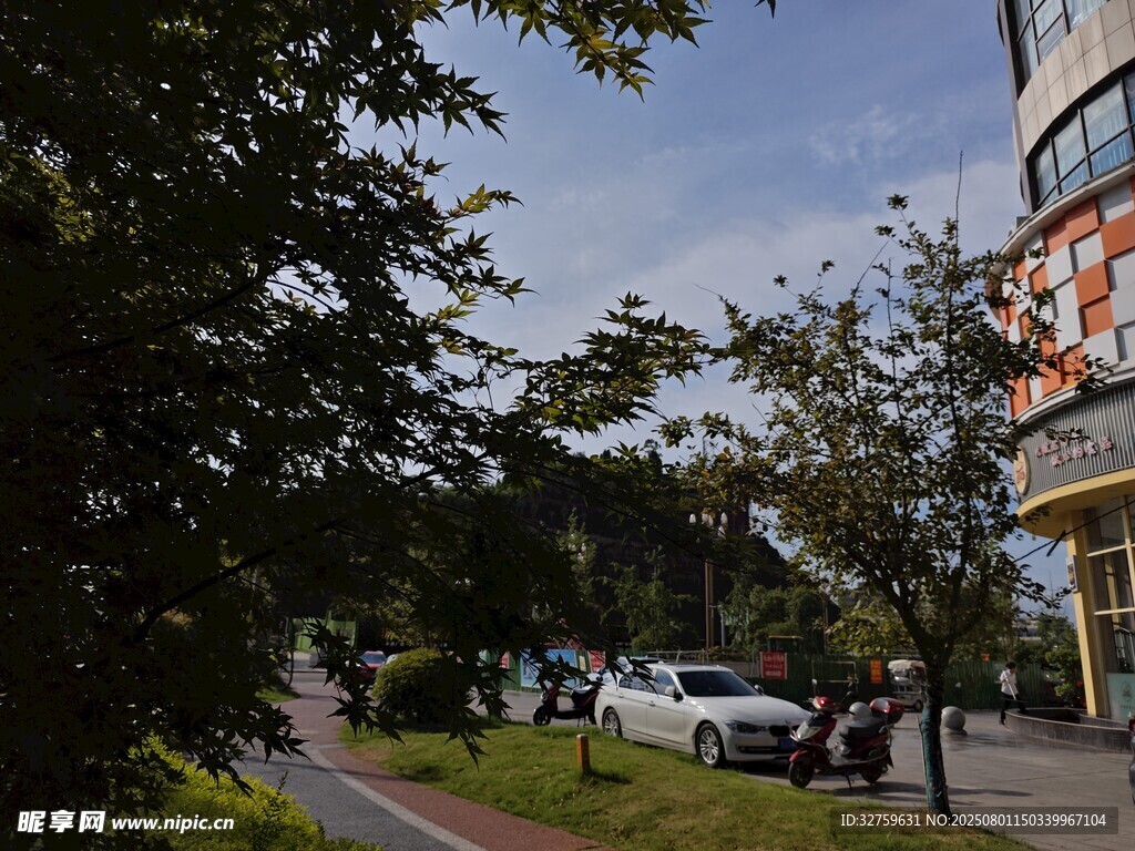 街道旁绿树与停放车辆景观