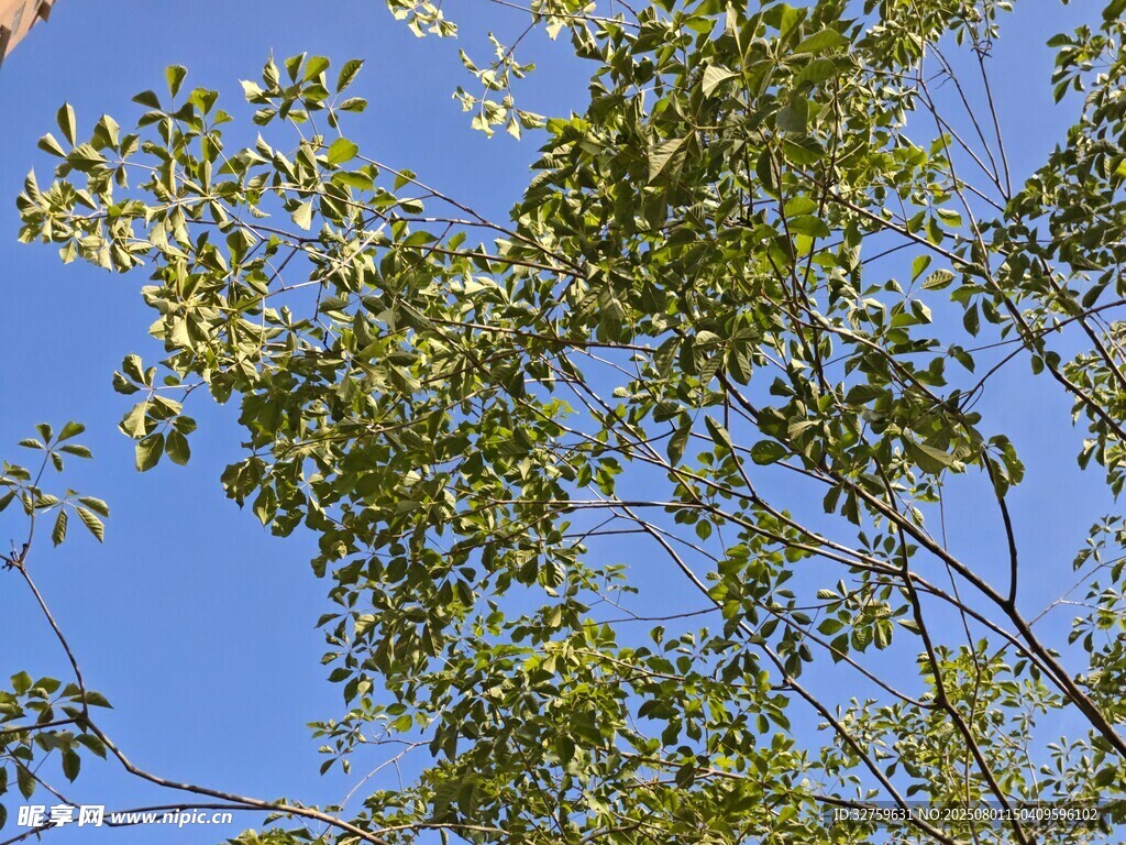 蓝天映衬下的繁茂枝叶