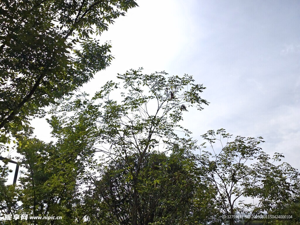 仰视茂密树林绿意盎然