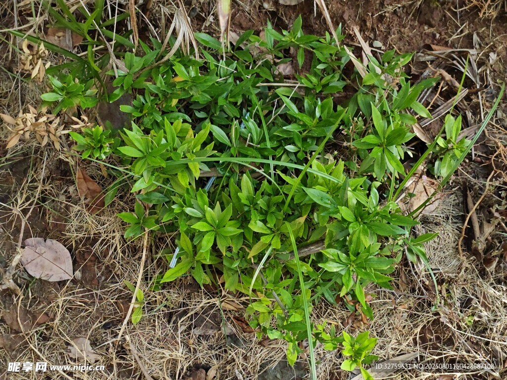 地面生长的嫩绿植物