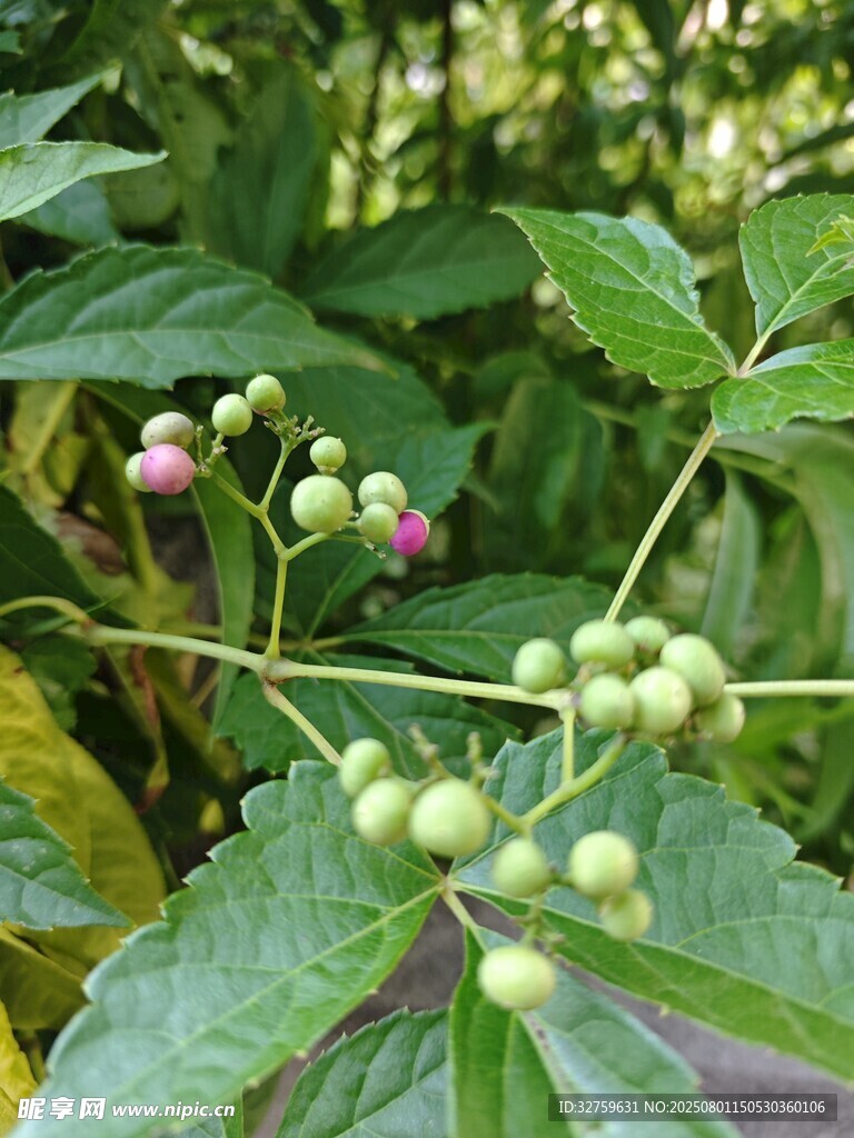 绿叶间的青涩浆果