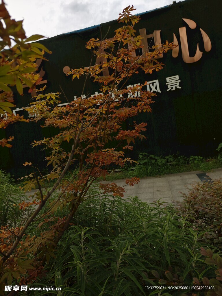 户外绿植景观