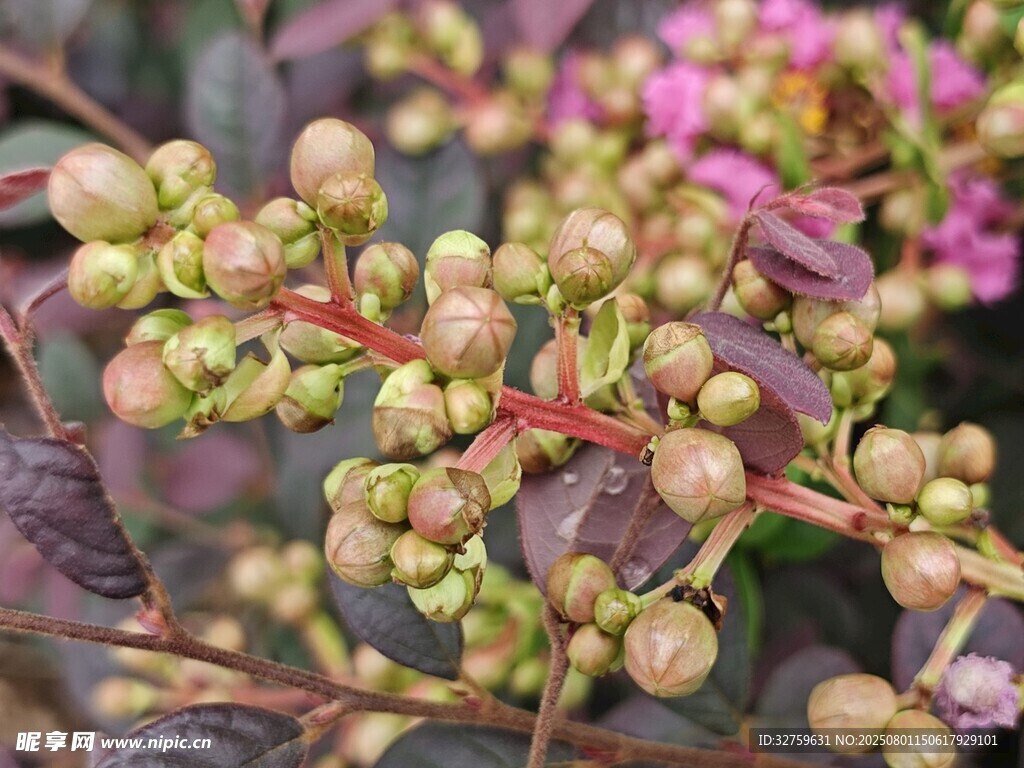 多彩植物果实特写