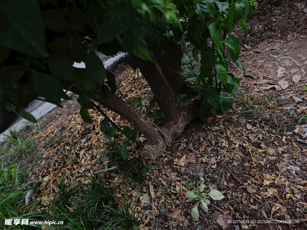 树下绿植景象