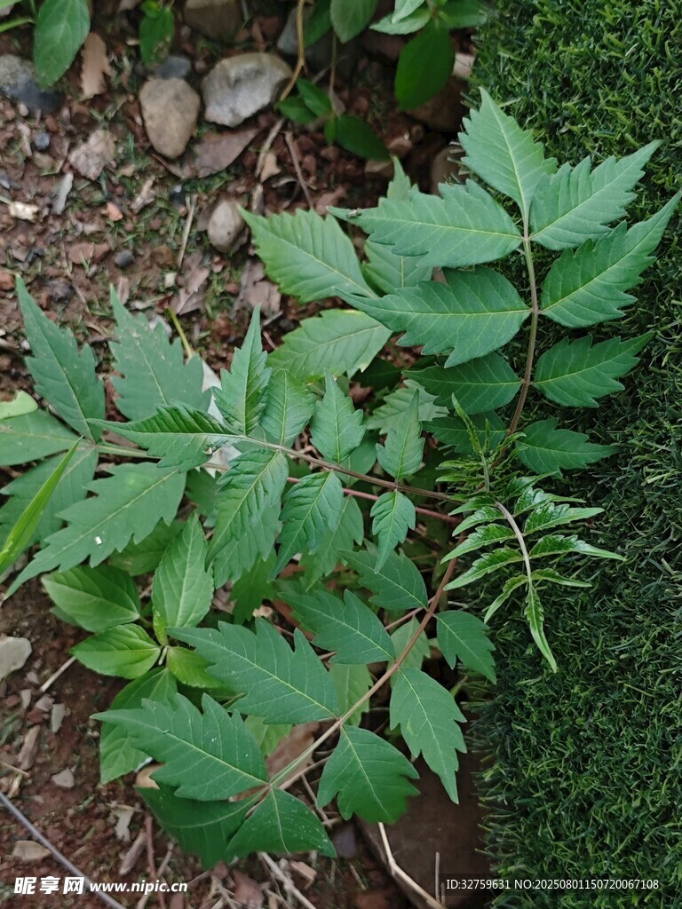 绿叶植物特写