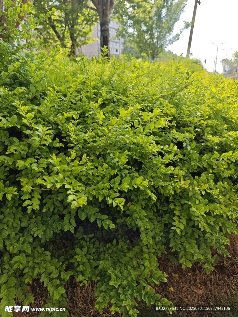 翠绿灌木景观