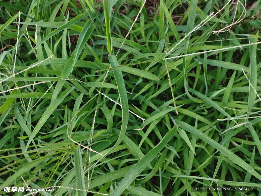翠绿繁茂的丛生植物