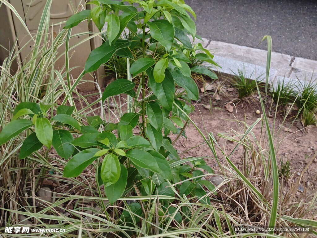 路边绿植特写