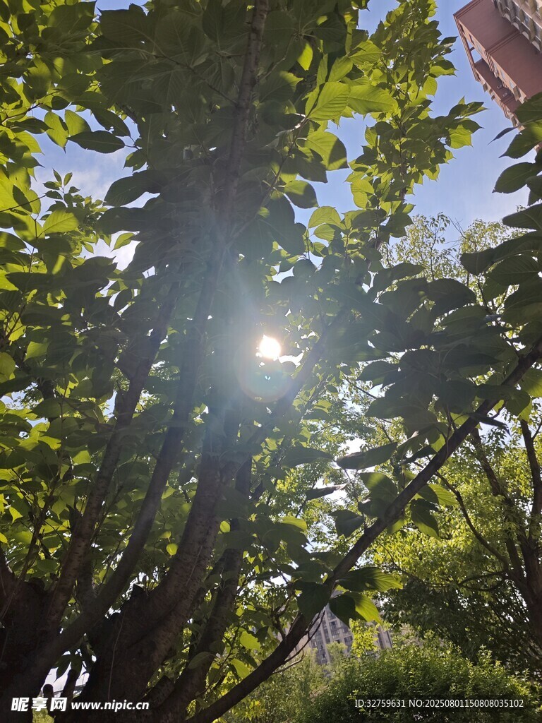 阳光透过树叶洒下的美景