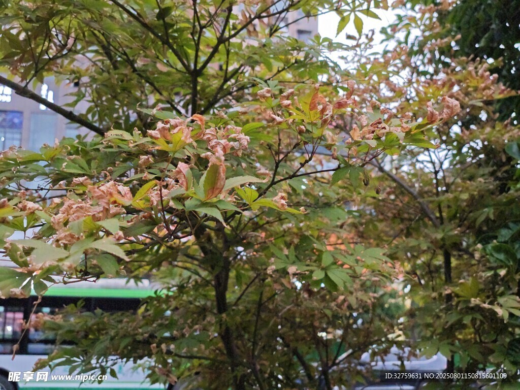秋日斑斓树木景致