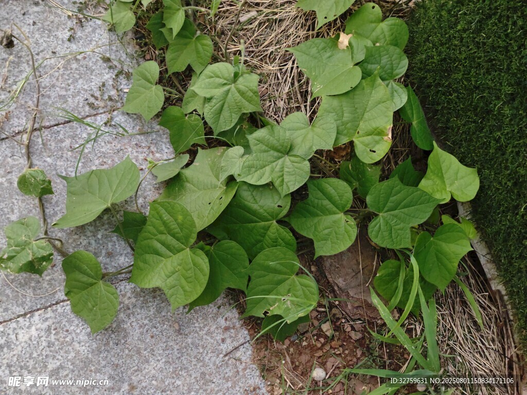 地面生长的翠绿心形叶片