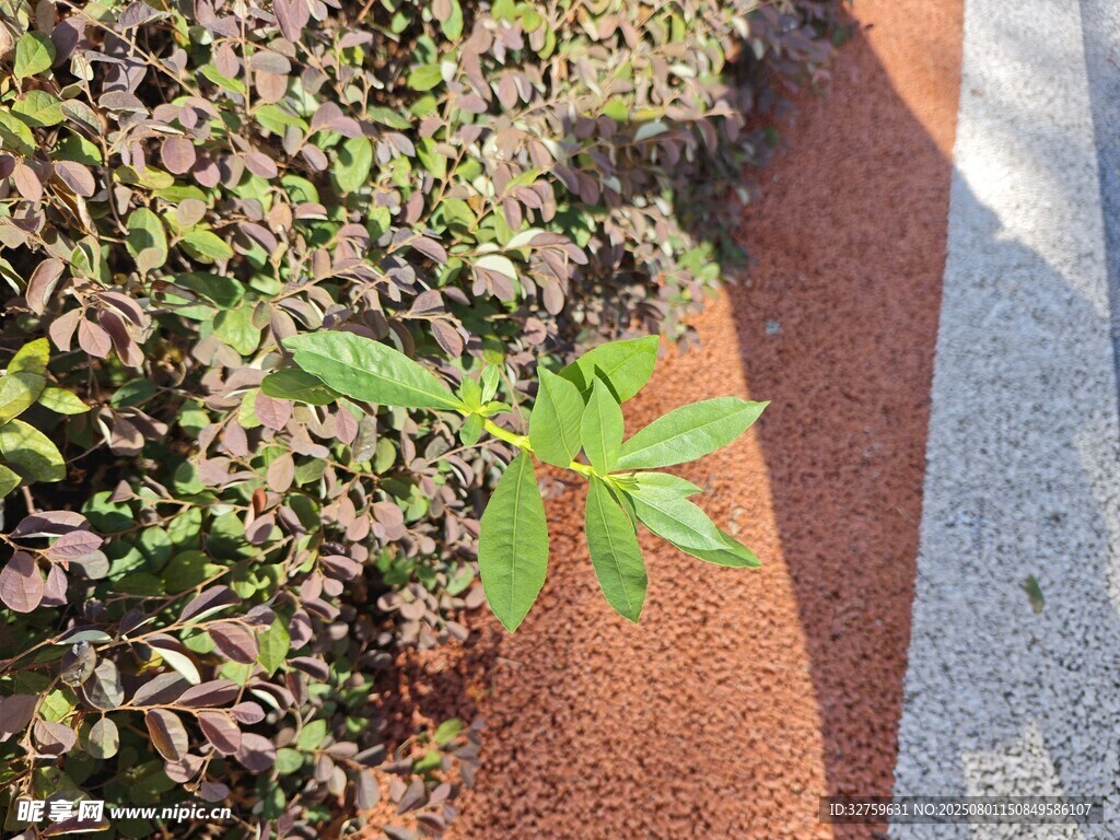 路边绿植与多彩路面