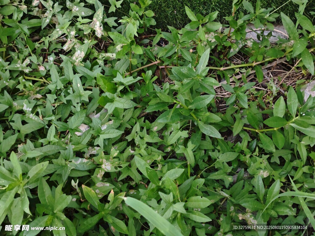 繁茂绿植景观