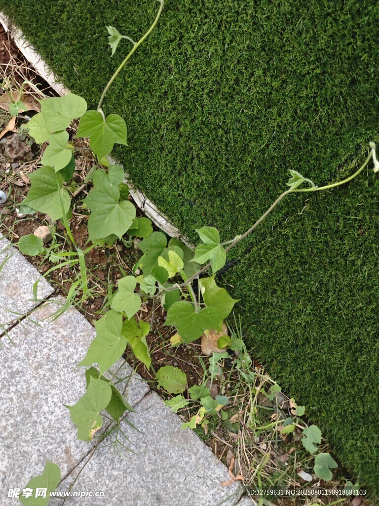 墙边生长的嫩绿藤蔓植物