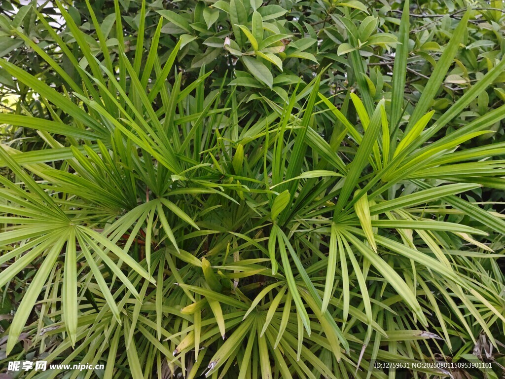 翠绿龙舌兰植物特写