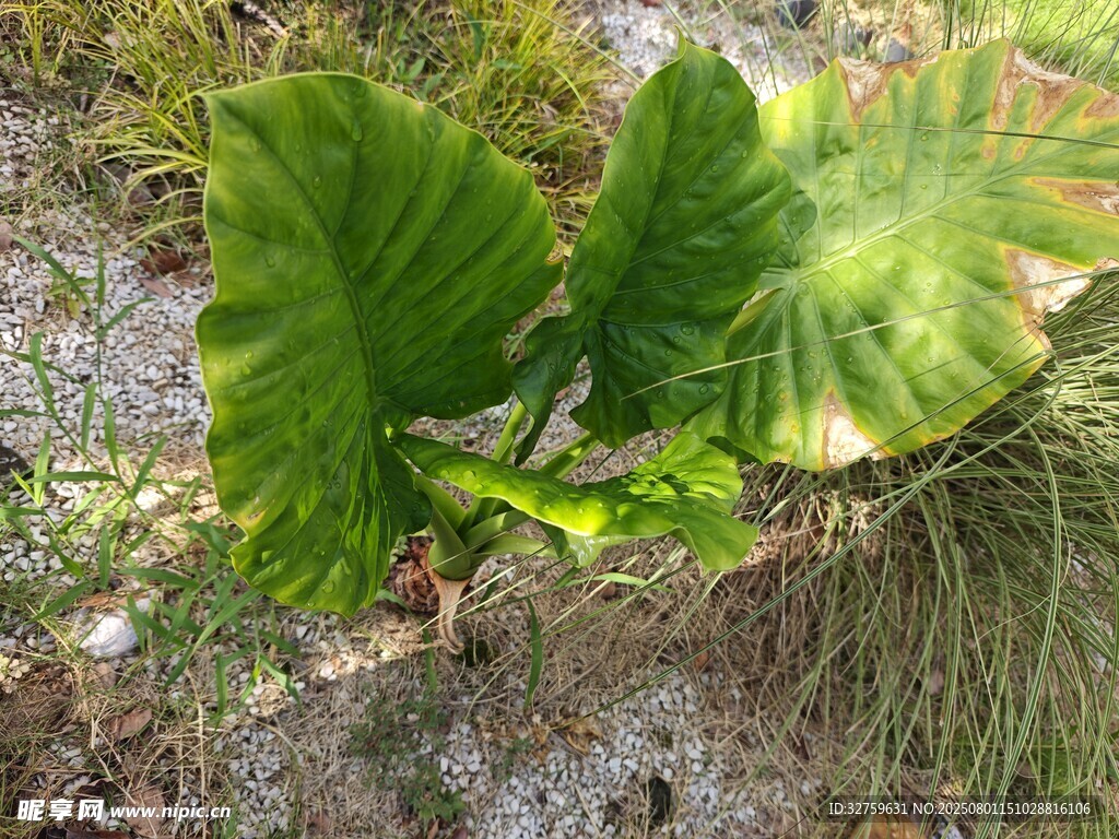 大叶片绿植特写