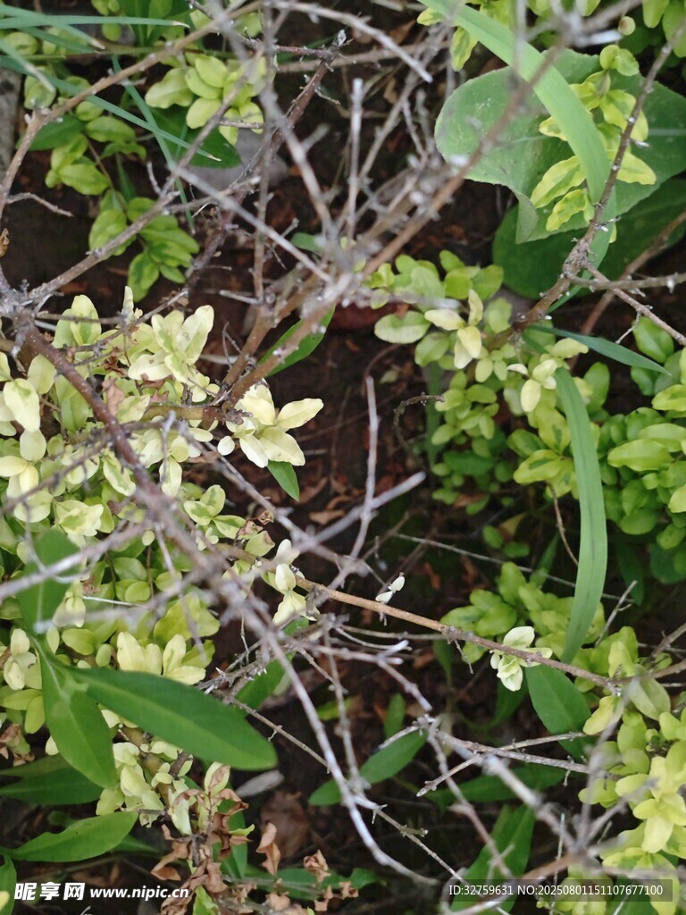嫩绿枝叶的植物特写
